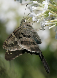 Long-tailed Skipper